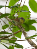 Pin-Striped Tit Babbler <i>(Macronous gularis)<i/>