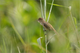 Clamorous Reed-Warbler <i>(Acrocephalus stentoreus)<i/>
