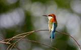 Blue Throated Bee-eater (Merops viridis)