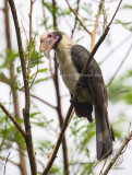Luzon Hornbill <i>(Penelopides manillae)<i/> (male)