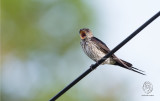 Swallow, Striated <i>(Cecropis striolata)<i/>