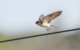 Swallow, Striated <i>(Cecropis striolata)<i/>