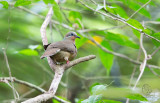 White-eared Brown-Dove <i>(Plapitreron leucotis)<i/> 