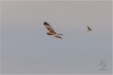 Pied Harrier <i>(Circus melanoleucos)<i/> (female)