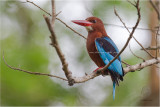 Brown-breasted Kingfisher <i> (Halcyon gularis)<i/>