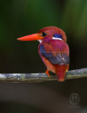 Kingfisher, Northern Philippine Dwarf <i>( Ceyx melanurus)<i/>