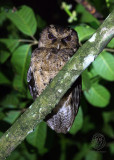 Everetts Scops-Owl <i>(Otus everetti)<i/>