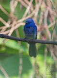 Black-naped Monarch (male) <i>(Hypothymis azurea)<i/>
