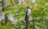 Philippine Falconet <i>(Microhierax erythrogenys)<i/>