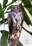 Chocolate Boobook Owl <i>(Ninox randi)<i/>