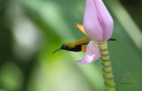 Flaming Sunbird (male) <i>(Aethopyga flagrans)<i/>