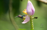 Grey-Throated Sunbird <i>(Anthreptes griseigularis) <i/>