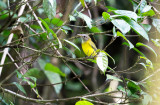 Yellow-bellied Whistler <i>(Pachycephala philippinensis)<i/>