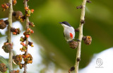 Red-keeled Flowerpecker <i>(Dicaeum australe)<i> 