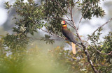 Southern Rufous Hornbill <i>(Buceros semigaleatus)<i/>
