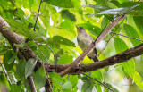 Black-crowned Babbler <i>(Stachyris nigrocapitata)<i/>