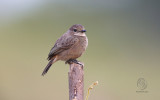 Pied Bushchat (female) <i>(Saxicola caprata)<i/>