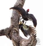 White-bellied Woodpecker (males) (Dryocopus javensis)