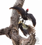 White-bellied Woodpecker (males) <i>(Dryocopus javensis)<i/>