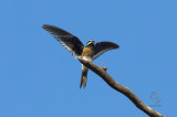 Whiskered Treeswift <i>(Hemiprocne comata)<i>