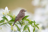 Pied Bushchat (female) <i>(Saxicola caprata)<i/>