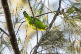 Green Racquet-tail <i>(Prioniturus luconensis)<i/>
