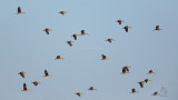 Wandering Whistling-Duck <i>(Dendrocygna arcuata)<i/>
