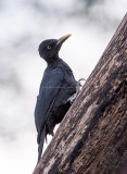 Northern Sooty Woodpecker (female) <i>(Mulleripicus funebris)<i/>