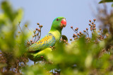 Blue-naped Parrot (Tanygnathus lucionensis)