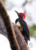 White-bellied Woodpecker (male) <i>(Dryocopus javensis)<i/>