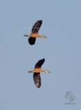 Wandering Whistling-Duck <i>(Dendrocygna arcuata)<i/>