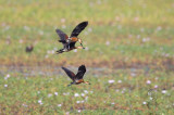 Wandering Whistling-Duck <i>(Dendrocygna arcuata)<i/>