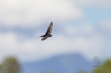 Barn Swallow <i>(Hirundo rustica)<i/>