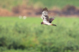 Eastern Marsh-Harrier (female) <i>(Circus spilonotus)<i/> 