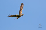 Eastern Marsh-Harrier (female) <i>(Circus spilonotus)<i/>