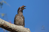 Luzon Hornbill (Female) (Penelopides manillae)