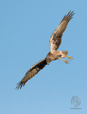 Eastern Marsh-Harrier (female) <i>(Circus spilonotus)<i/>