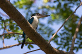 Collared Kingfisher  <i>(Todiramphus chloris)<i/>