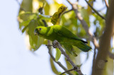 Green Racquet-tail <i>(Prioniturus luconensis)<i/>