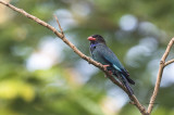 Dollarbird (Eurystomus orientalis)