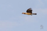 Luzon Hornbill (male) (Penelopides manillae)