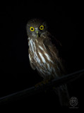 Chocolate Boobook Owl (Ninox randi)