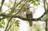 Yellow-breasted Fruit-Dove (Ptilinopus occipitalis)