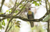 Yellow-breasted Fruit-Dove <i>(Ptilinopus occipitalis)<i/>