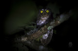Mindanao Scops-Owl <i>(Otus mirus)<i/>