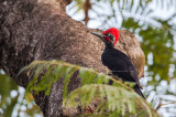 White-bellied Woodpecker (male) <i>(Dryocopus javensis)<i/>