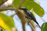 Bar-bellied Cuckoo-shrike <i>(Coracina striata)<i/>