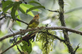 Rufous-headed Tailorbird <i>(Orthotomus heterolaemus)<i/>