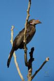 Luzon Hornbill (female) (Penelopides manillae)