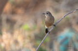 Pied Bushchat (female) <i>(Saxicola caprata)<i/>